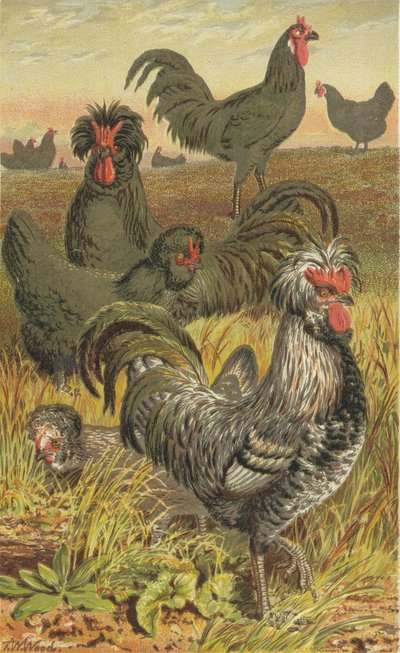 Las aves de corral de Francia de English School